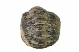Bargain, Wide, Enrolled Austerops Trilobite - Morocco #156998-1